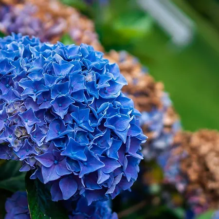 Seaview House Отель 4*