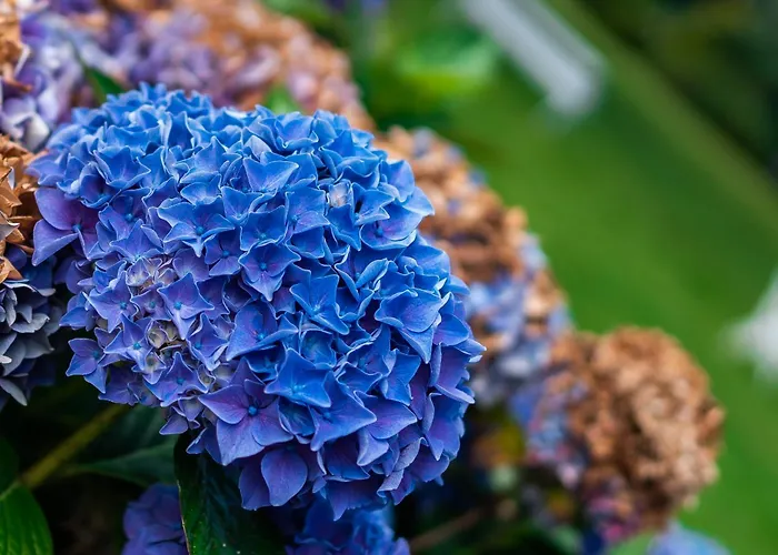 Seaview House Hotel 4*